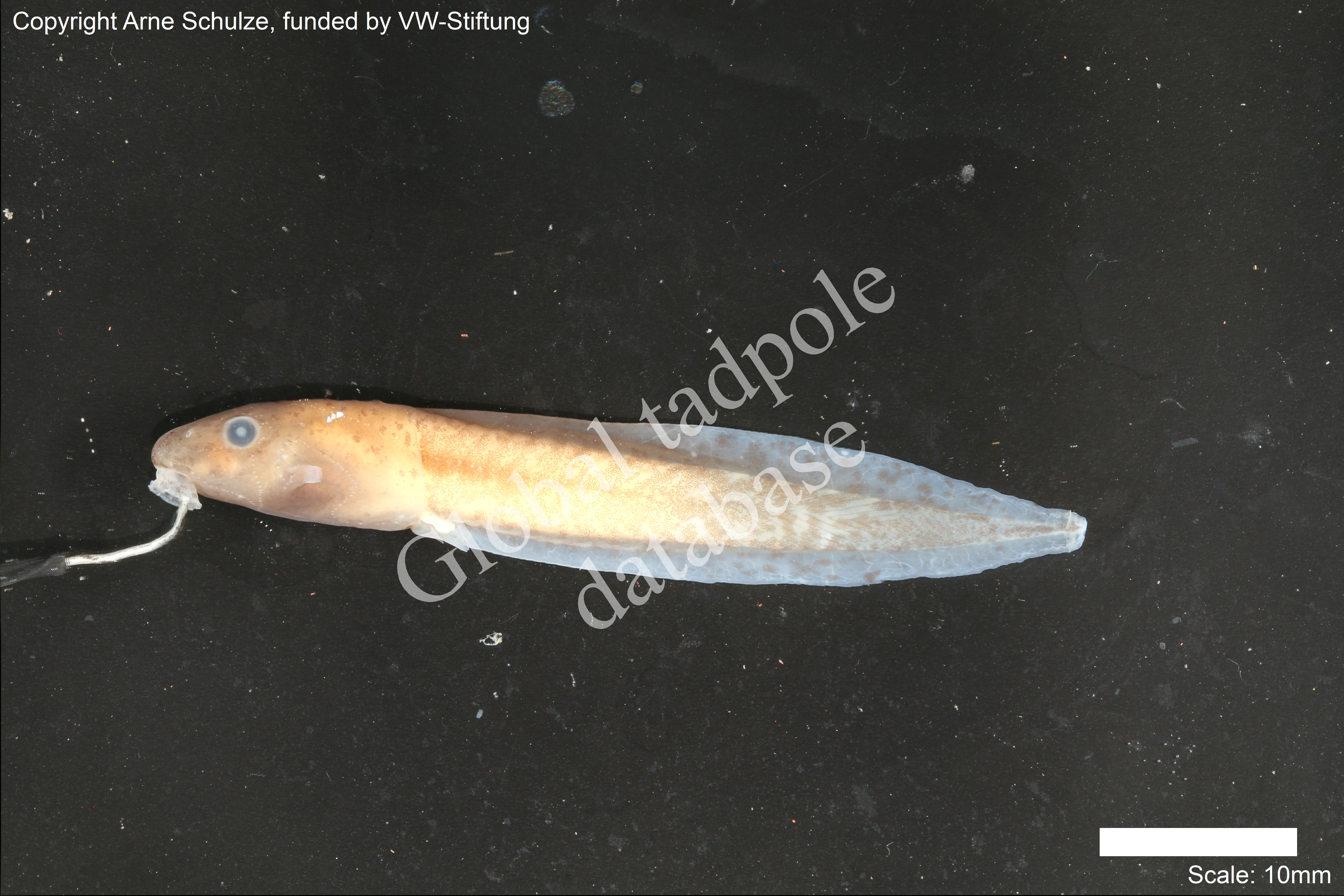 Sorry, no picture available